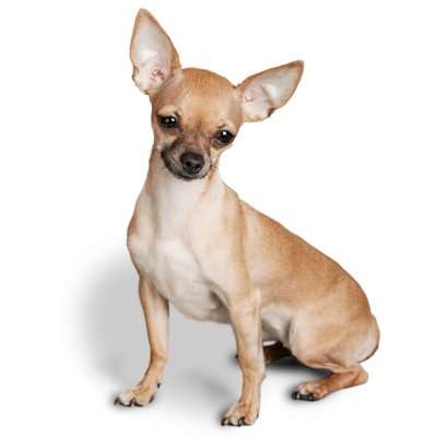 Chihuahua - Small Dog Breeds