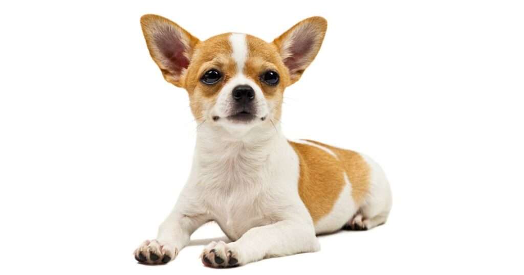 Top Small Dog Breeds - Chihuahua