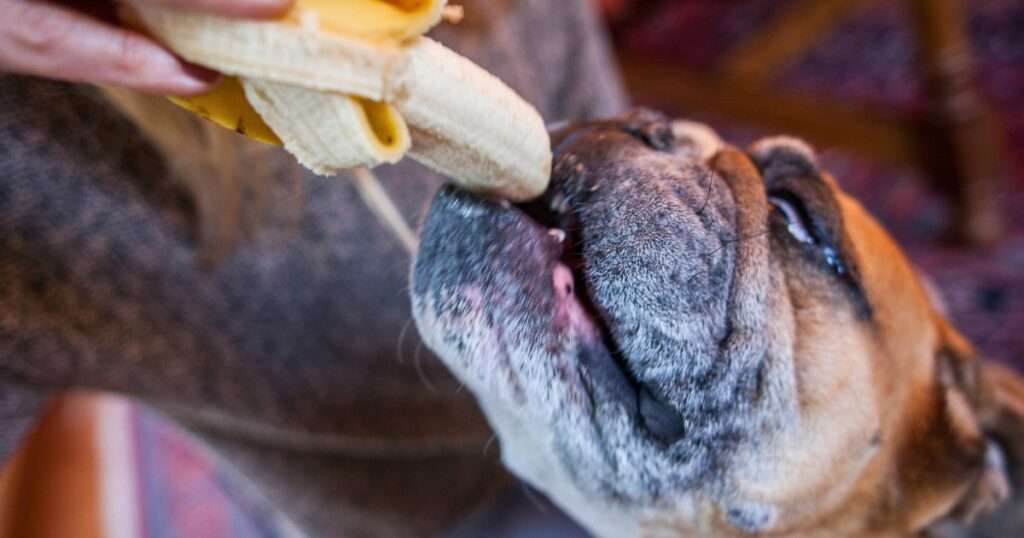 Dog Eating A Banana